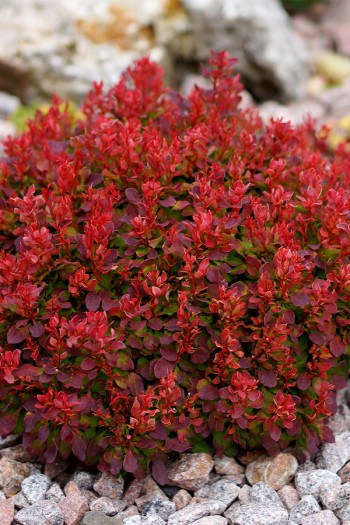 Барбарис Тунберга Лютін Руж / Барбарис тунберга|Berberis thunbergii Lutin Rouge|Барбарис Тунберга Лютин Руж / Барбарис Тунберга 